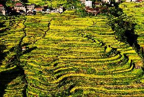 Alpine Organic Rice Ripening in Liuzhou