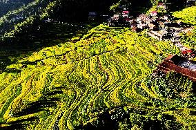 Alpine Organic Rice Ripening in Liuzhou