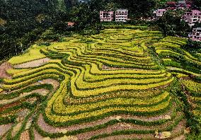 Alpine Organic Rice Ripening in Liuzhou