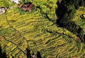 Alpine Organic Rice Ripening in Liuzhou