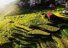 Alpine Organic Rice Ripening in Liuzhou