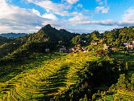 Alpine Organic Rice Ripening in Liuzhou