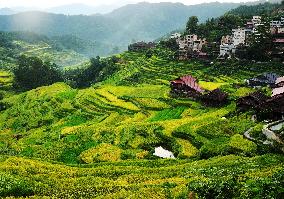 Alpine Organic Rice Ripening in Liuzhou