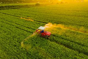 Farmer Sprayed The Rice With Pesticides