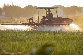 Farmer Sprayed The Rice With Pesticides