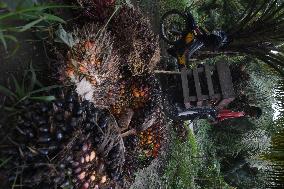 Palm Oil Harvest