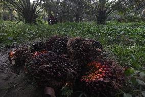 Palm Oil Harvest