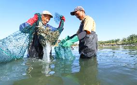 Hairy Crab Farming in Zhangye