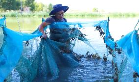 Hairy Crab Farming in Zhangye