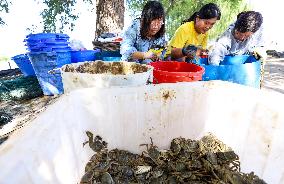 Hairy Crab Farming in Zhangye