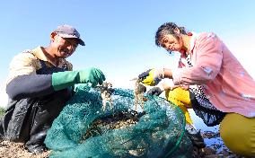 Hairy Crab Farming in Zhangye