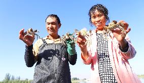 Hairy Crab Farming in Zhangye