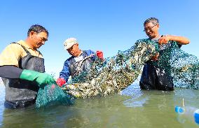 Hairy Crab Farming in Zhangye