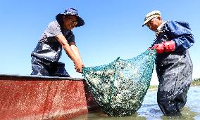 Hairy Crab Farming in Zhangye