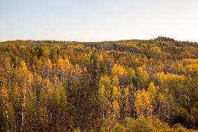 Autumn Scenery in Mohe