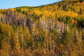 Autumn Scenery in Mohe