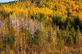 Autumn Scenery in Mohe