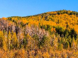 Autumn Scenery in Mohe