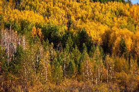 Autumn Scenery in Mohe