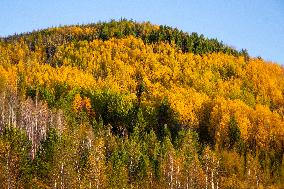 Autumn Scenery in Mohe