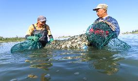 Hairy Crab Farming in Zhangye