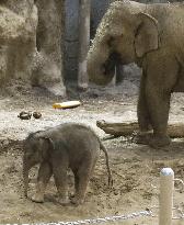 Newborn elephant at northern Japan zoo