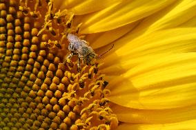 Bee Collects Pollen From A Sunflower