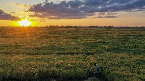 CHINA-JILIN-WANCHANG-PADDY FIELDS-AUTUMN HARVEST (CN)