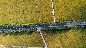 CHINA-JILIN-WANCHANG-PADDY FIELDS-AUTUMN HARVEST (CN)