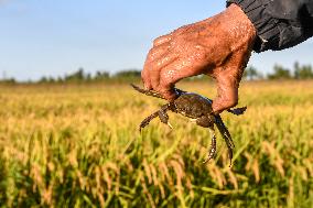 CHINA-JILIN-WANCHANG-PADDY FIELDS-AUTUMN HARVEST (CN)