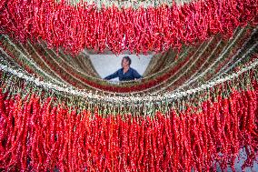 Chili Industry in Bijie