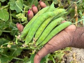 Sugar Snap Peas And Green Peas In Canada