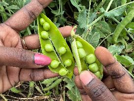 Sugar Snap Peas And Green Peas In Canada