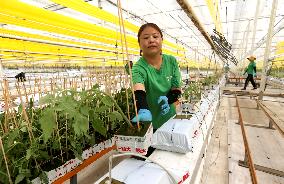 intelligent Agriculture in Meishan