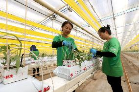 intelligent Agriculture in Meishan