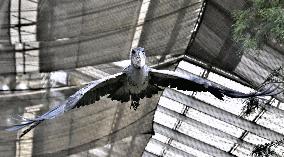 Shoebill at Kobe zoo
