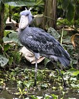 Shoebill at Kobe zoo