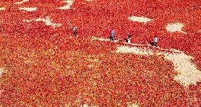 Farmers Dry Red Peppers in Zhangye