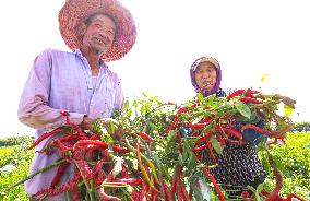 Farmers Dry Red Peppers in Zhangye