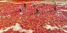 Farmers Dry Red Peppers in Zhangye