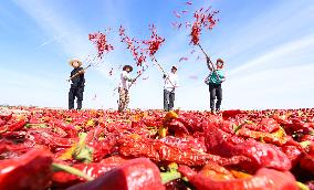 Farmers Dry Red Peppers in Zhangye