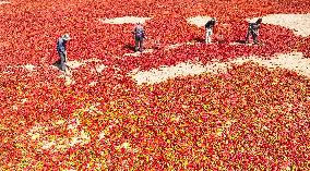 Farmers Dry Red Peppers in Zhangye