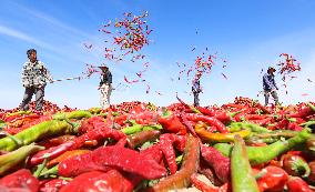 Farmers Dry Red Peppers in Zhangye