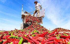 Farmers Dry Red Peppers in Zhangye