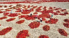 Farmers Dry Red Peppers in Zhangye