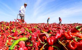 Farmers Dry Red Peppers in Zhangye