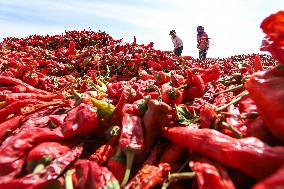 Farmers Dry Red Peppers in Zhangye