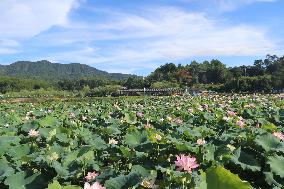 CHINA-JIANGXI-YAOXI VILLAGE-LOTUS-PROSPERITY (CN)