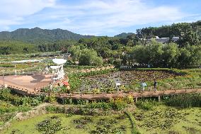 CHINA-JIANGXI-YAOXI VILLAGE-LOTUS-PROSPERITY (CN)