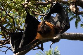 Flying Foxes Hanging From The Branches Of A Tree - India